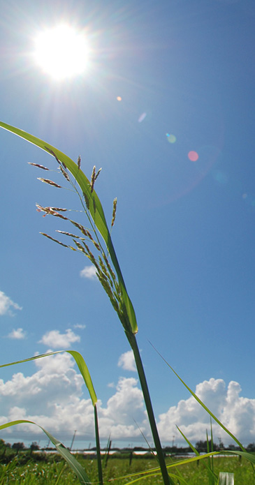 夏